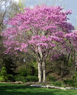 Redbud tree in bloom south of Wichita, Kansas